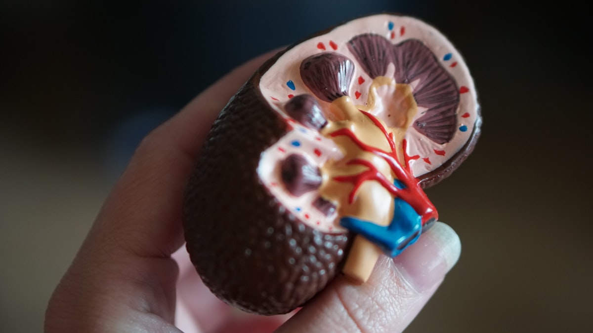 Urinary health information and anatomy guide
